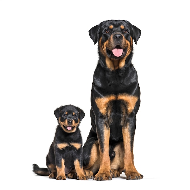 Rottweiler, 18 meses y 3 meses, frente a blanco