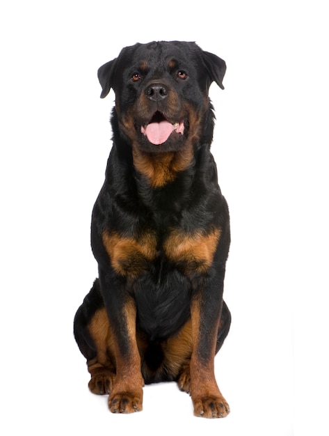 Rottweiler con 3 años. Retrato de perro aislado