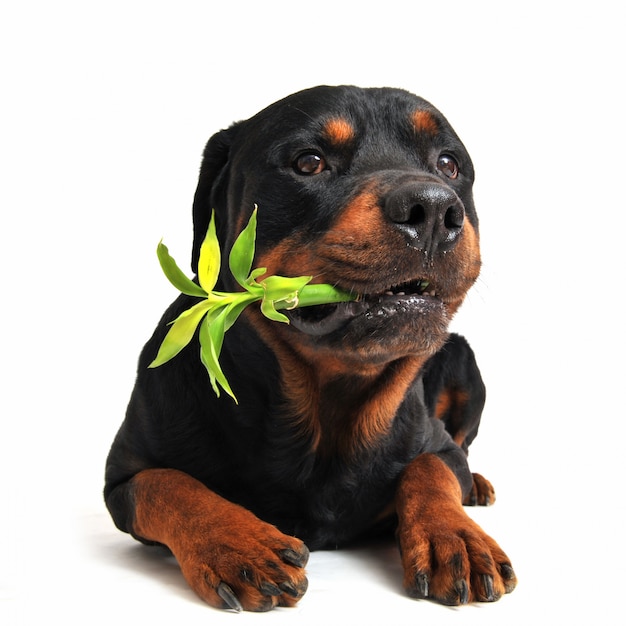 Rottweiler y bambú de la suerte