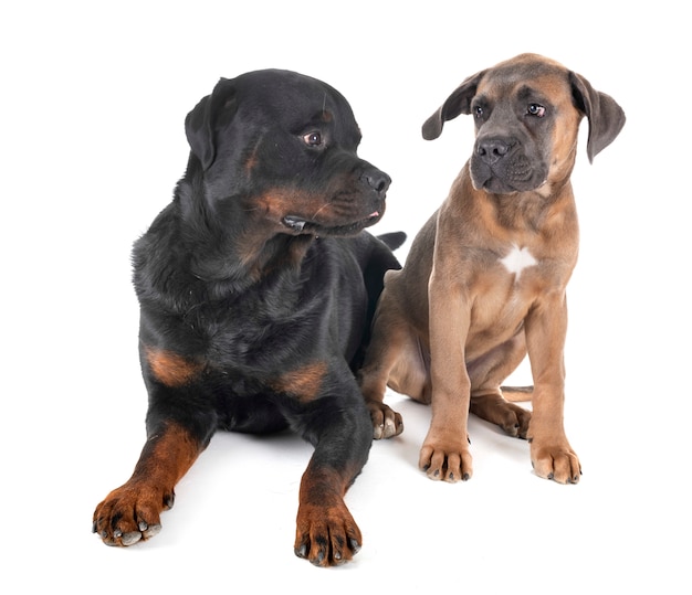 Rottweiler y bastón corso