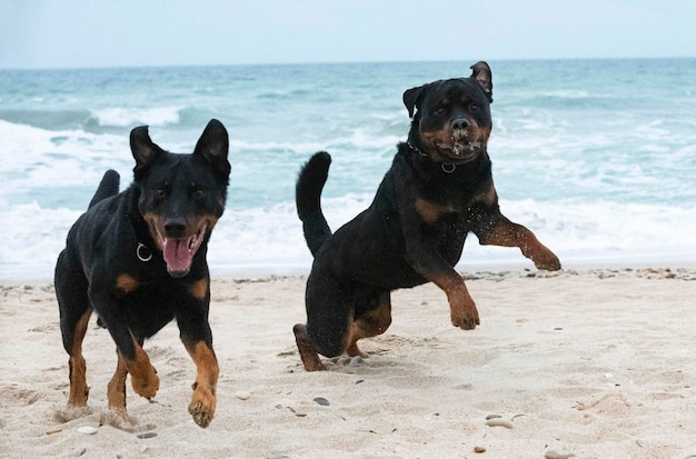 Rottweiler y beauceron en la playa