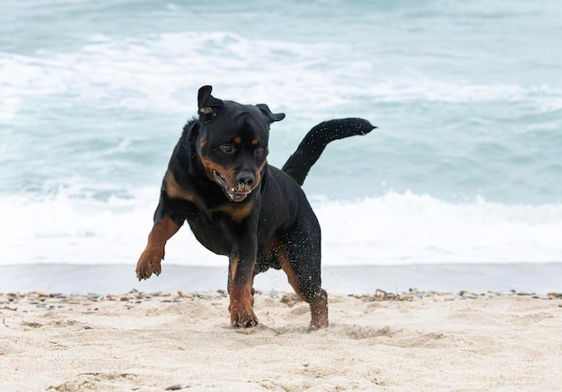 Rottweiler y beauceron en la playa