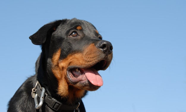 Rottweiler bebê