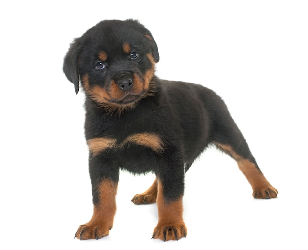 Rottweiler cachorrinho