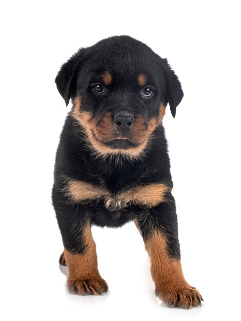 Rottweiler cachorro aislado