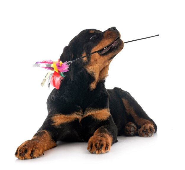 Rottweiler cachorro aislado