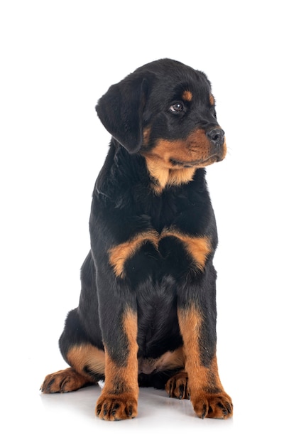 Rottweiler cachorro aislado