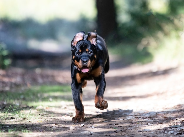 Rottweiler cachorro corriendo en la naturaleza en otoño