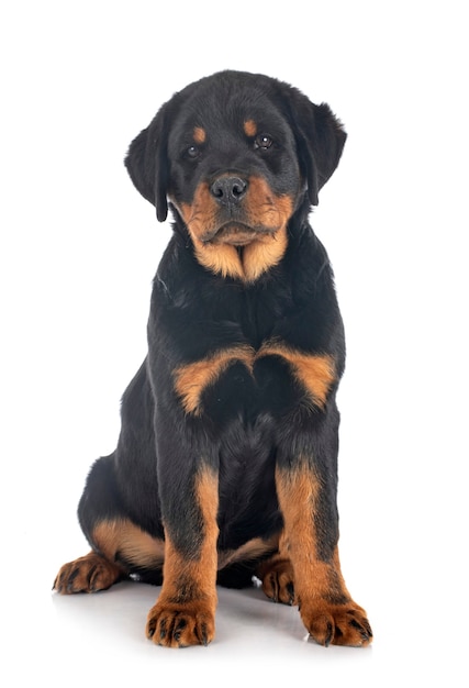 Rottweiler cachorro delante de un fondo blanco