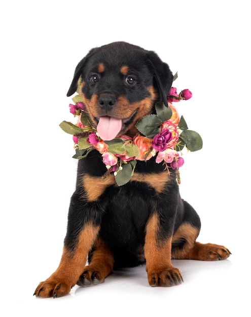 Rottweiler cachorro delante de un fondo blanco