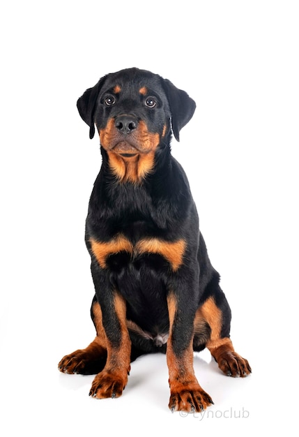 Rottweiler cachorro delante de un fondo blanco