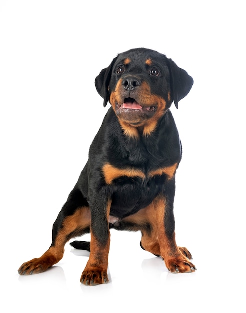 Foto rottweiler cachorro delante de un fondo blanco