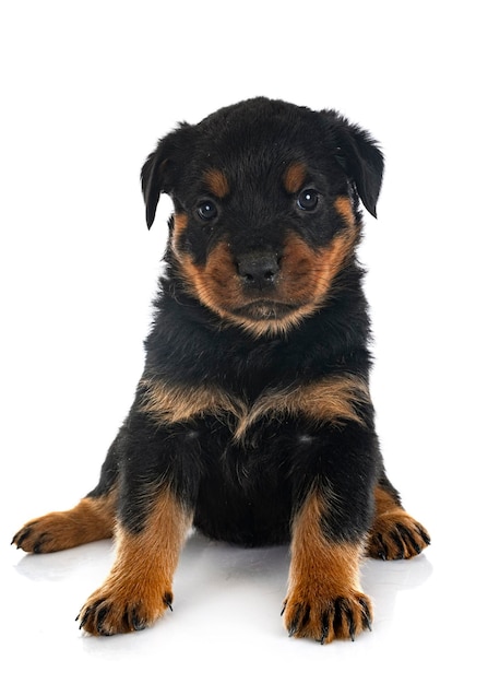 Rottweiler cachorro delante de un fondo blanco