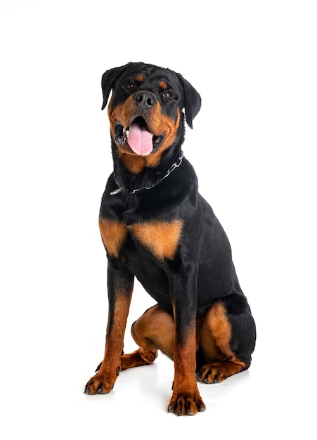 Rottweiler cachorro delante de fondo blanco