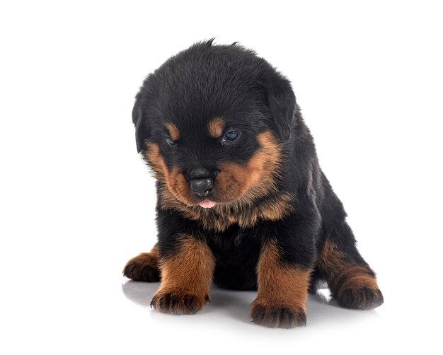 Rottweiler cachorro delante de la pared blanca