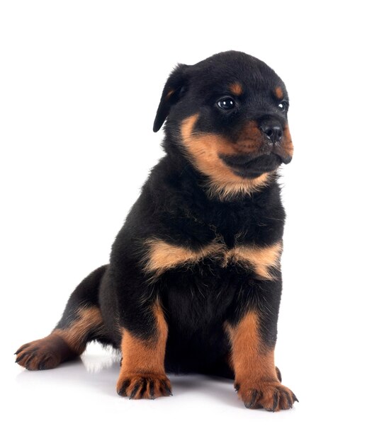 Rottweiler cachorro em estúdio