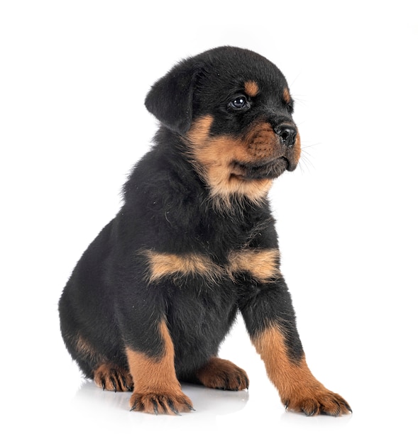 Rottweiler cachorro isolado