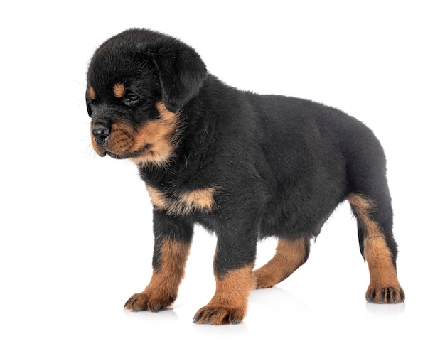 Rottweiler cachorro