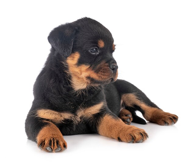 Rottweiler cachorro