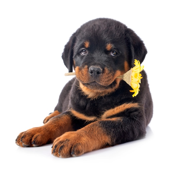 Rottweiler cachorro