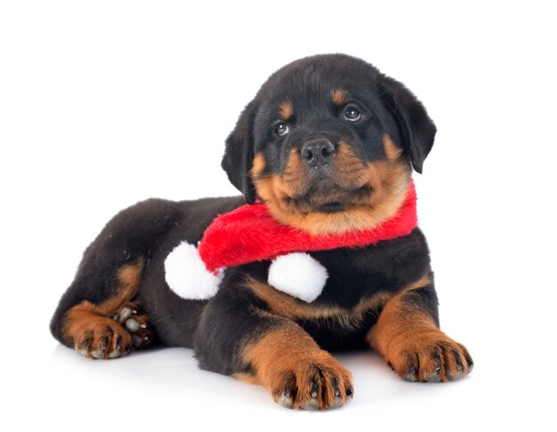 Rottweiler cachorro