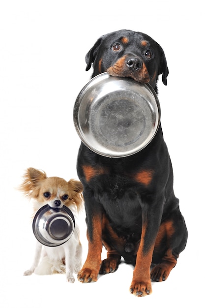 Rottweiler chihuahua y plato de comida