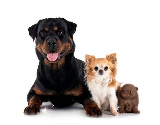 Rottweiler Chihuahua und Spitz im Studio