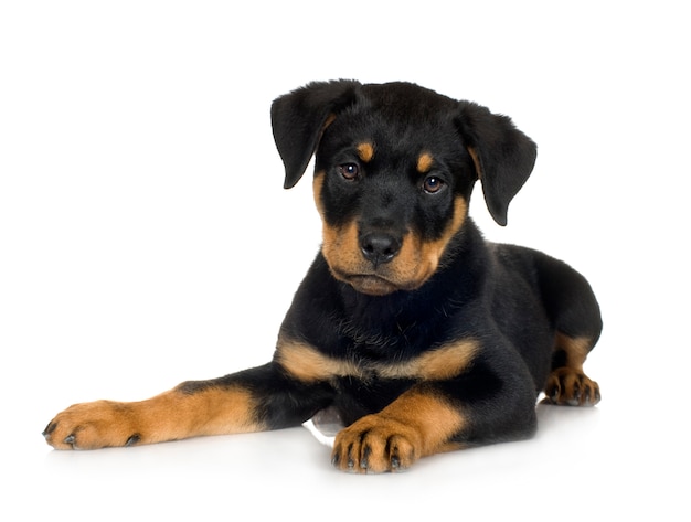 Rottweiler com 3 meses. Retrato de cachorro isolado