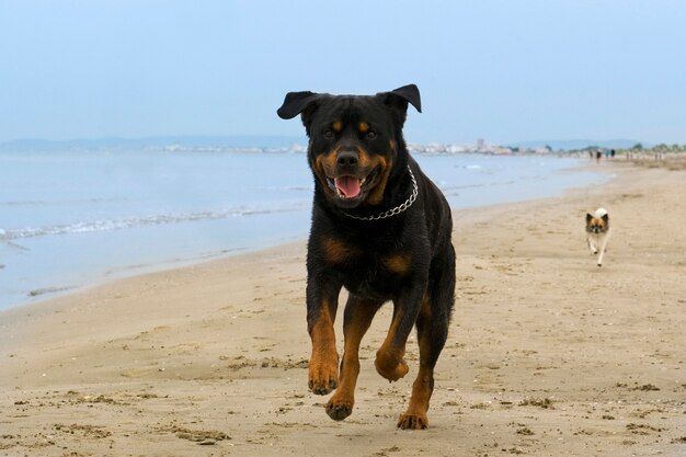 Rottweiler correndo na praia