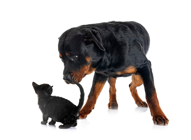 Rottweiler de raça pura e gatinho na frente de fundo branco