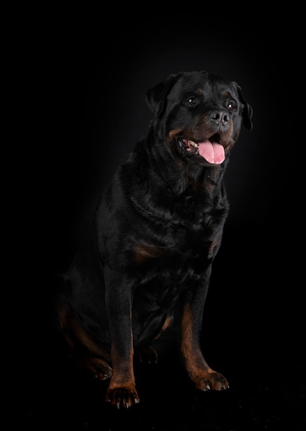 Rottweiler de raça pura isolado em preto