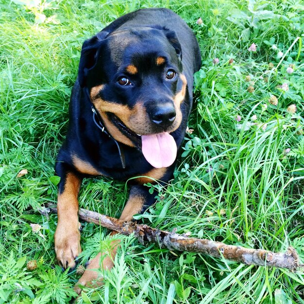 Foto rottweiler, der sich auf dem gras ausruht