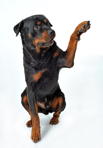 Rottweiler diz 