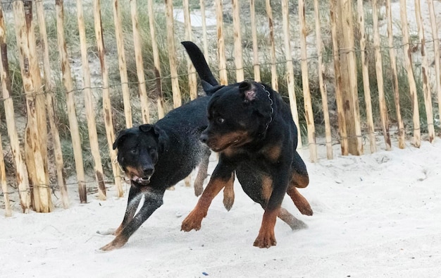 Rottweiler e beauceron na praia