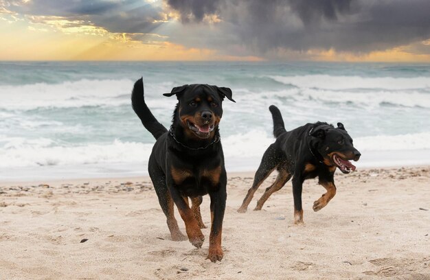 Rottweiler e beauceron na praia