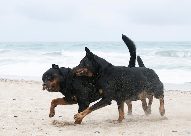 Rottweiler e beauceron na praia