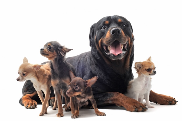 Rottweiler e chihuahuas