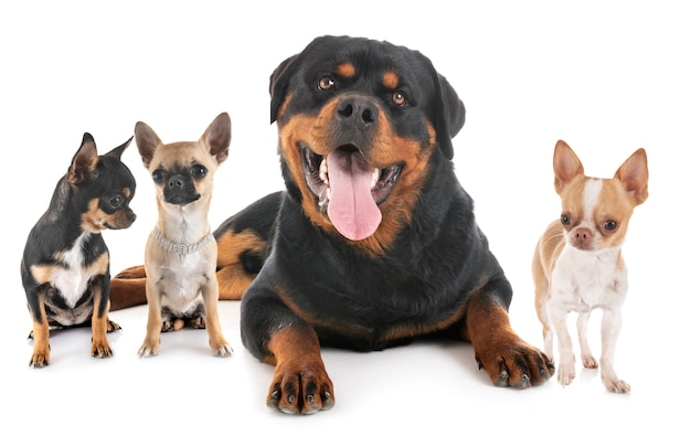 Rottweiler e chihuahuas