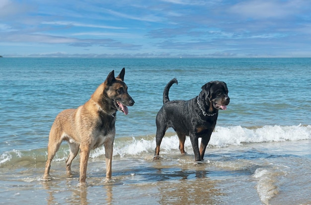 Rottweiler e malinois na praia