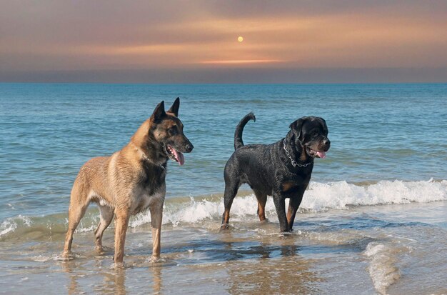 Rottweiler e malinois na praia