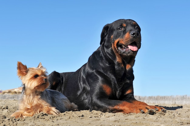 Rottweiler e yorkshire terrier