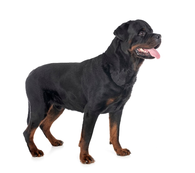 Rottweiler em branco isolado