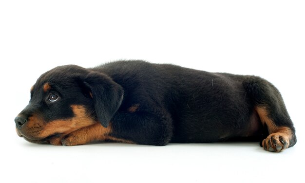 Foto rottweiler em branco