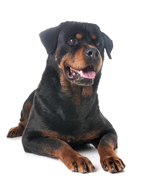 Rottweiler em estúdio