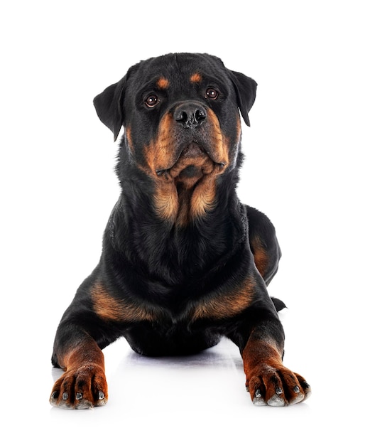 Rottweiler em estúdio