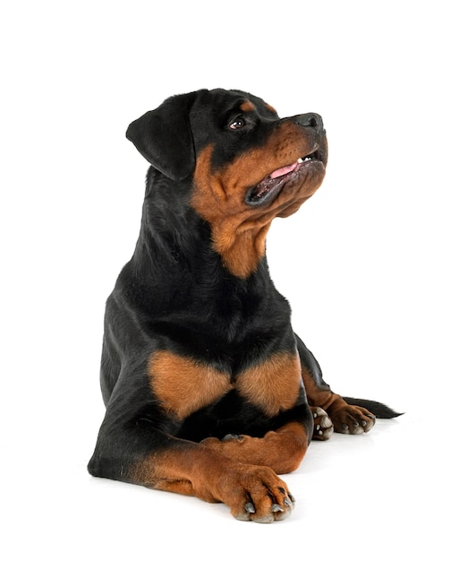 Rottweiler em estúdio