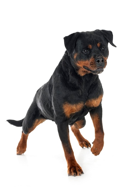 Rottweiler em estúdio