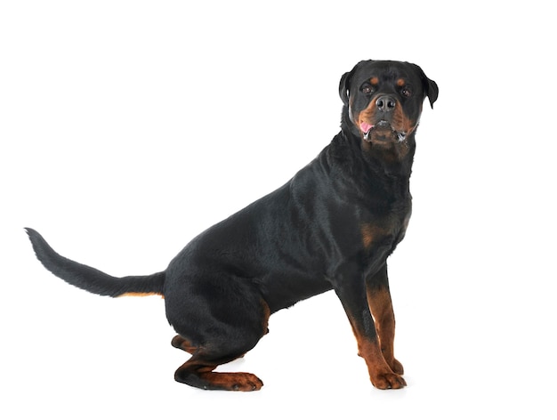 Rottweiler em estúdio