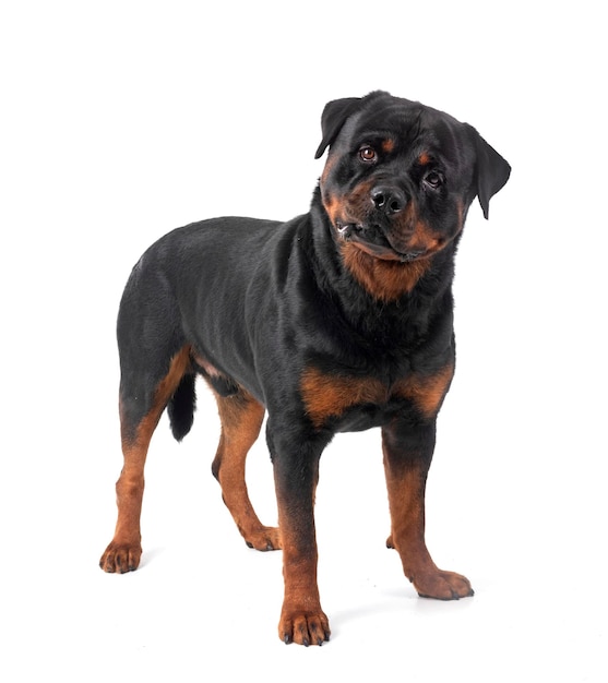 Rottweiler em estúdio