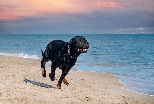 Rottweiler em execução